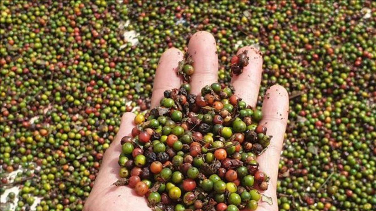 Bản tin nông sản hôm nay (2-9): Giá hồ tiêu duy trì ổn định - Báo Quân Đội Nhân Dân