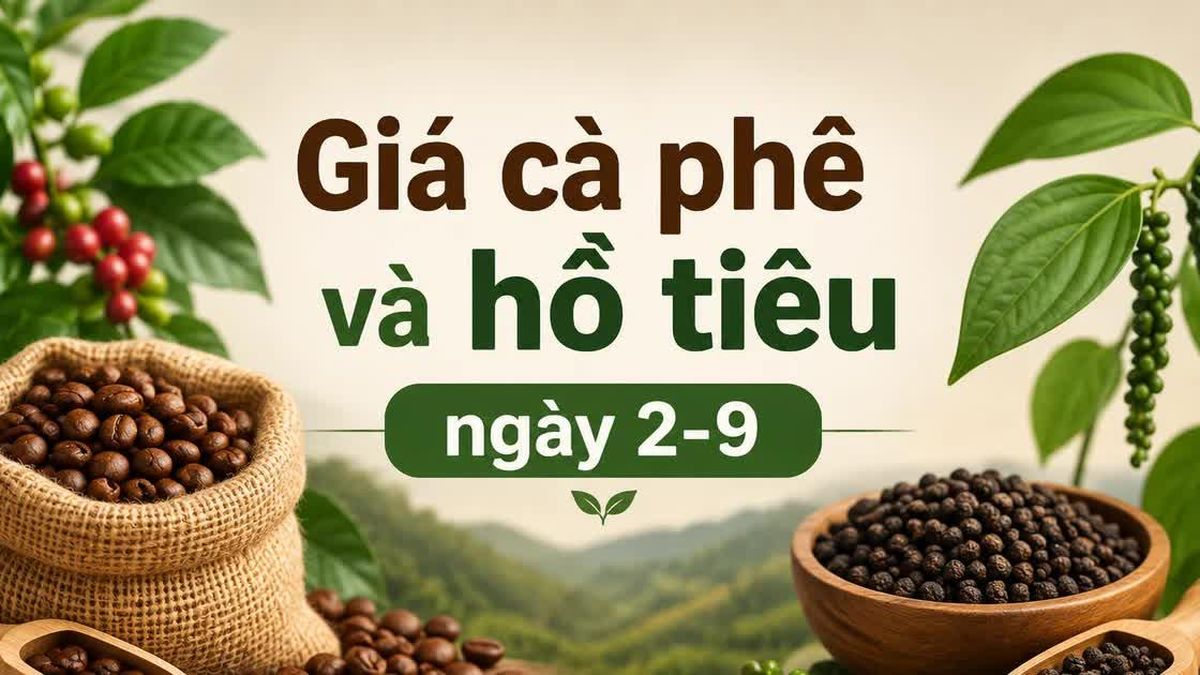 Ngày 2-9: Cà phê vừa tăng đã đứng giá, hồ tiêu tiếp tục ổn định - Báo Gia Lai