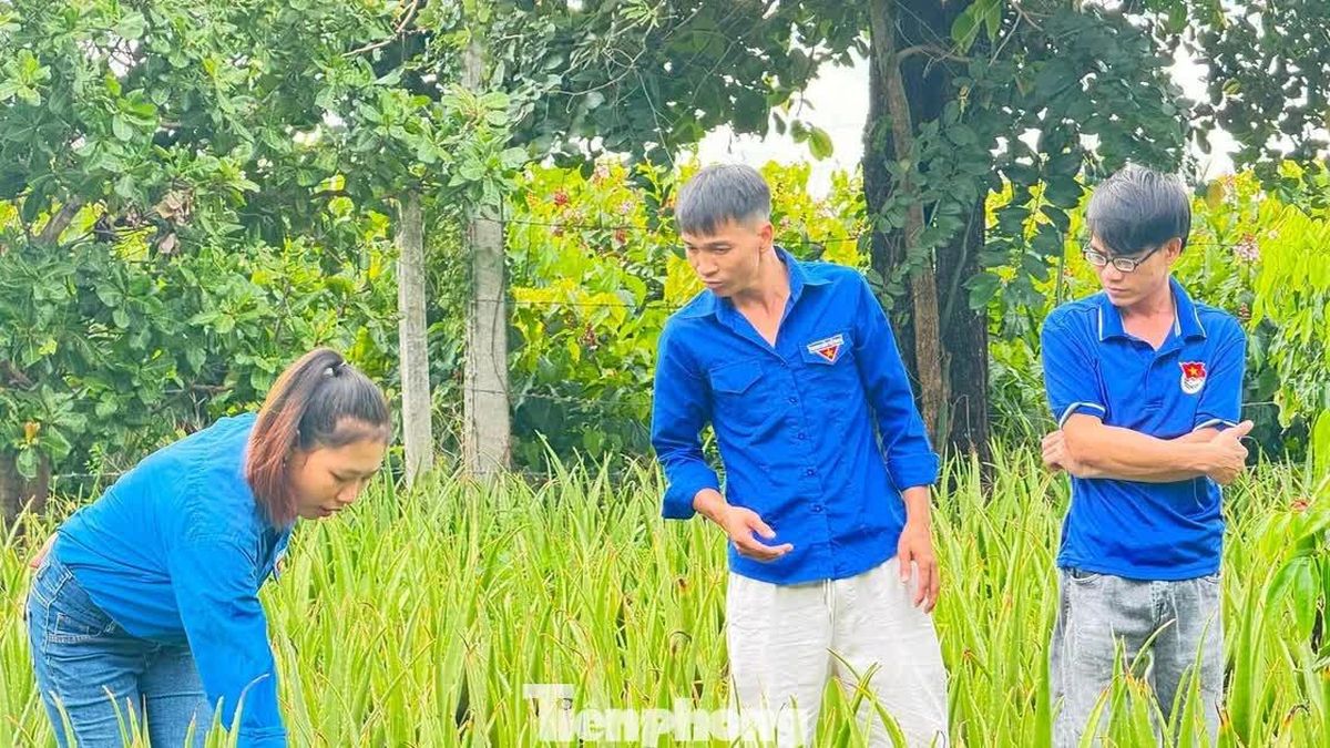 Người trẻ làm giàu từ cây nha đam - Báo Tiền Phong
