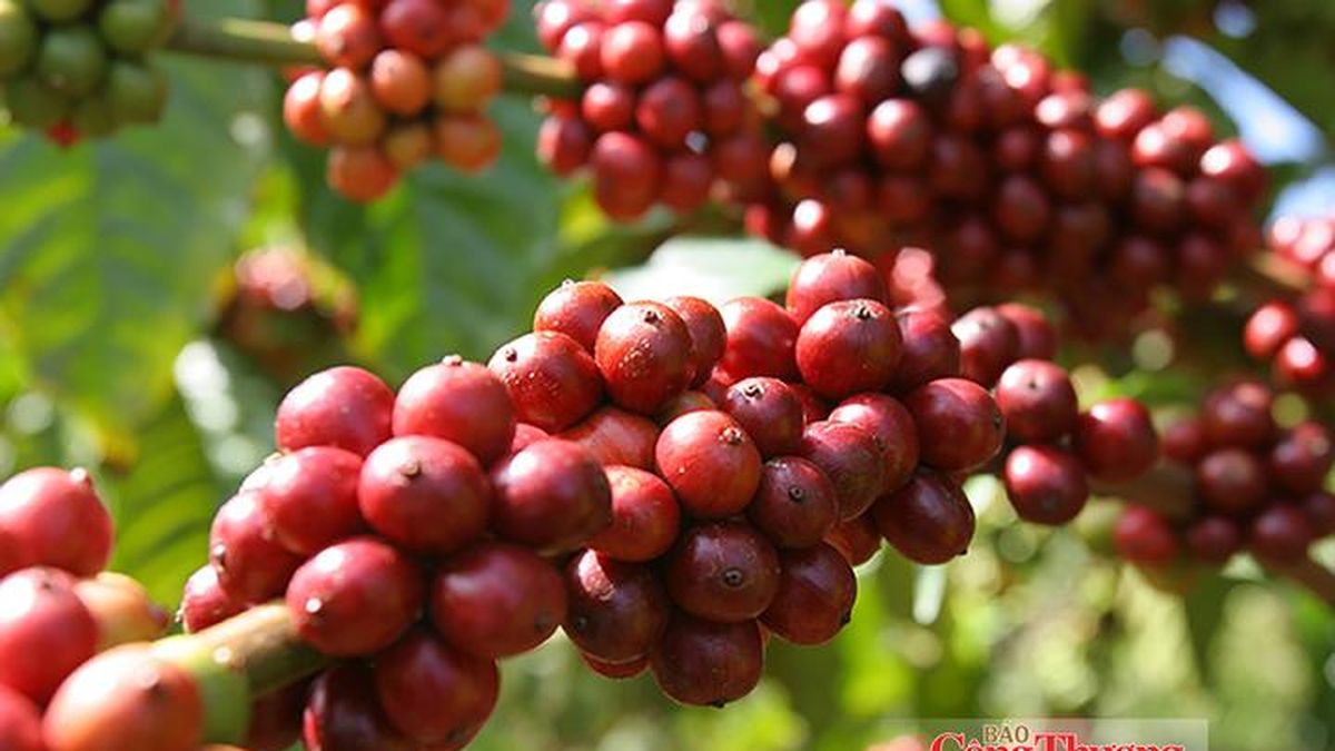 Xuất khẩu cà phê: Dư địa rộng mở từ chế biến sâu - Báo Công Thương