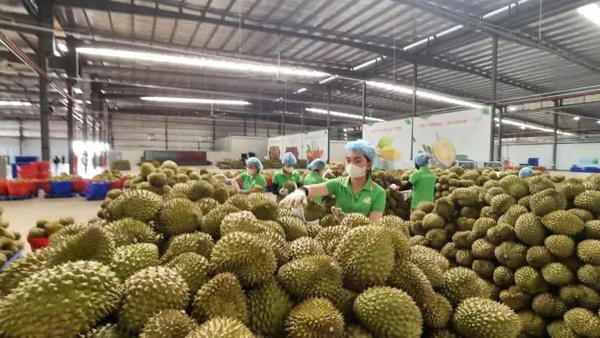 Sầu riêng giảm giá vào chính vụ, xuất khẩu vẫn tăng mạnh - Báo Sài Gòn Giải Phóng