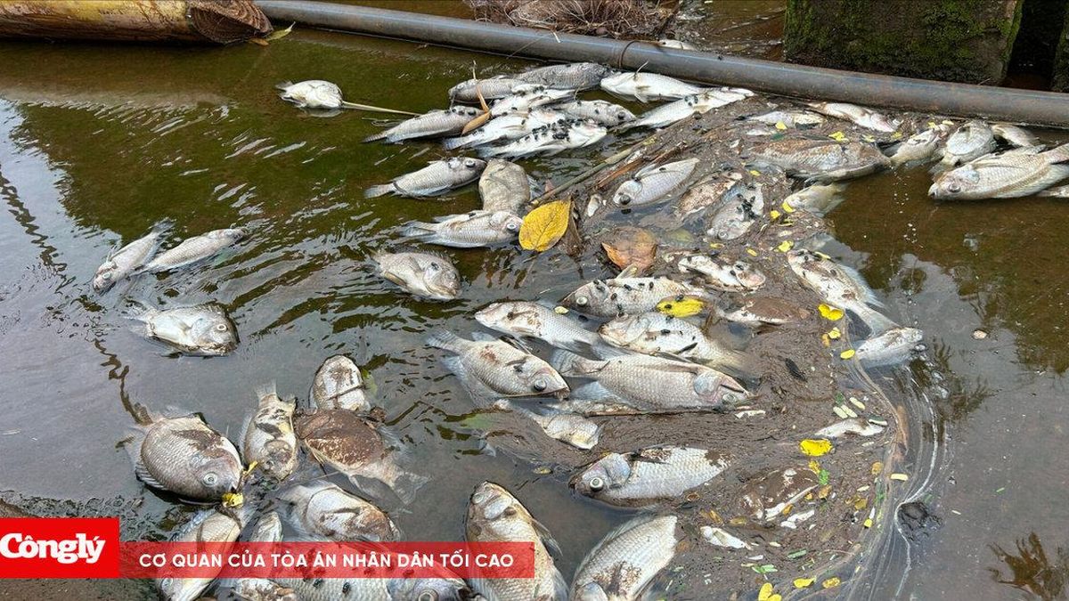 Cá chết trắng hồ gần cụm công nghiệp ở Đắk Lắk - Báo Công Lý