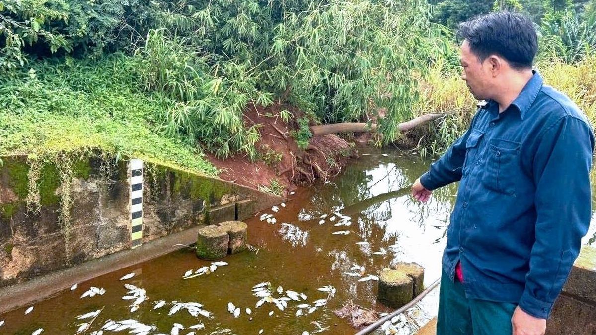 Cá chết bất thường tại hồ, ước tính lên đến hàng tấn - Báo VietnamNet