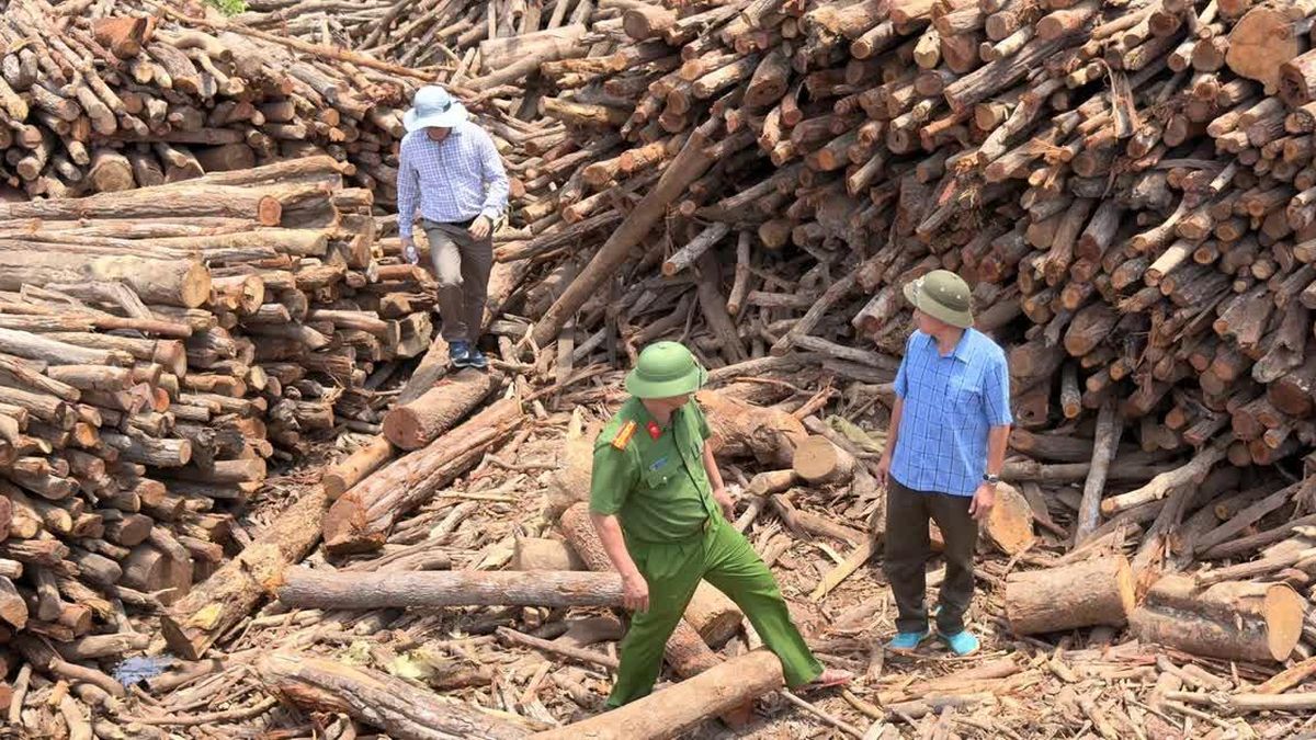 Khởi tố 9 cán bộ bảo vệ rừng nhận tiền doanh nghiệp để 'thông' chốt - Báo Công An Nhân Dân