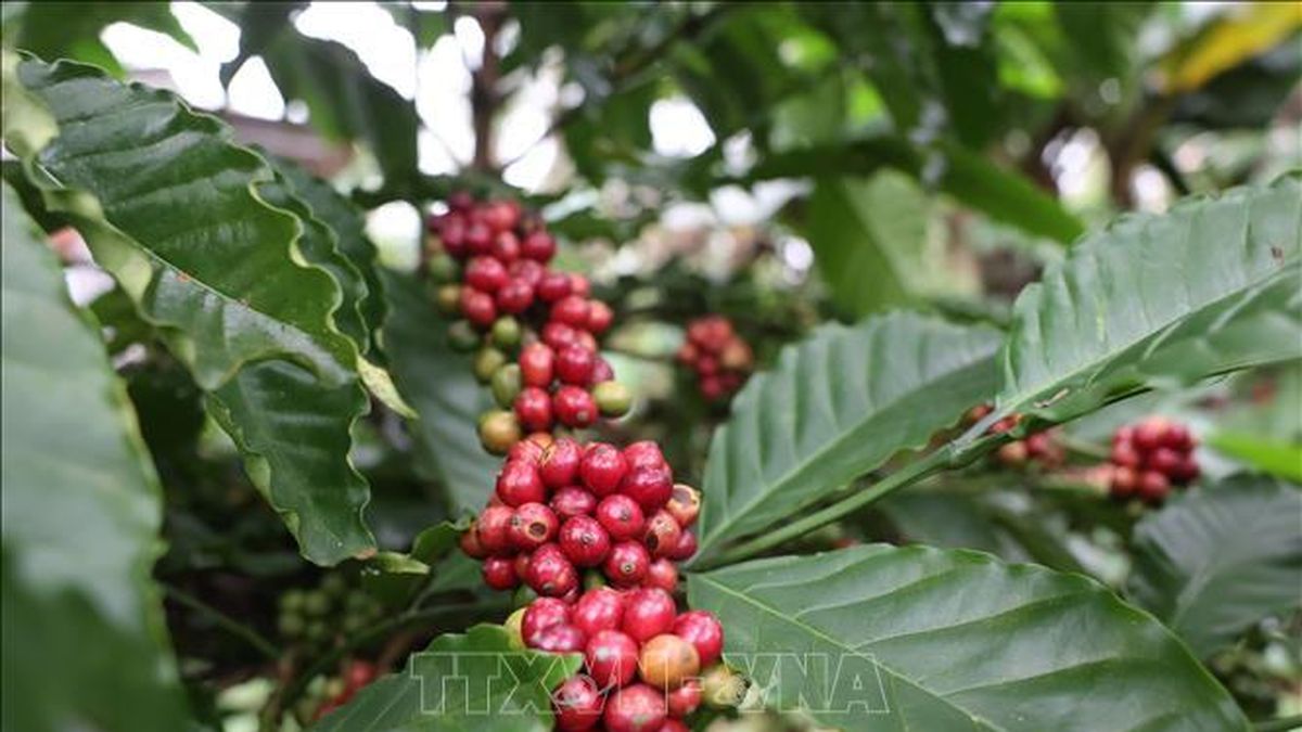 Bản tin nông sản hôm nay (11-9): Giá cà phê ổn định - Báo Quân Đội Nhân Dân