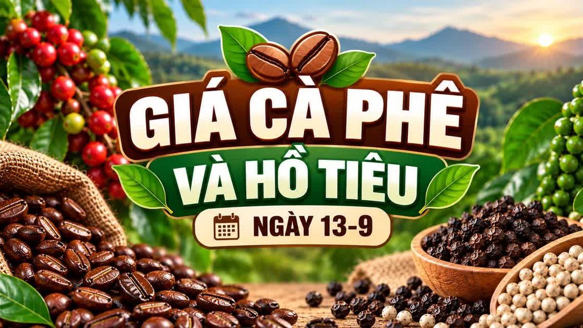 Ngày 13-9, giá cà phê giảm nhẹ 500 đồng/kg, hồ tiêu ổn định - Báo Gia Lai