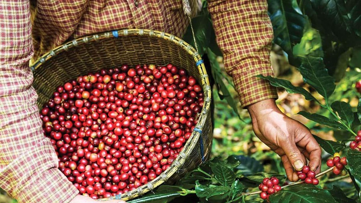 Điều ly cà phê Robusta muốn nói… - Tạp chí Người Đô Thị