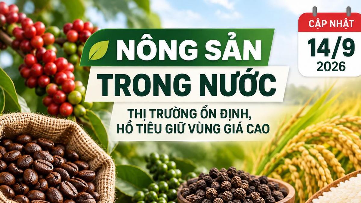 Nông sản trong nước 14/9: Cà phê giữ quanh 95.000 đồng/kg, hồ tiêu cao nhất 141.000 đồng/kg - Chuyên Trang Doanh nhân & Công lý - Báo Công Lý