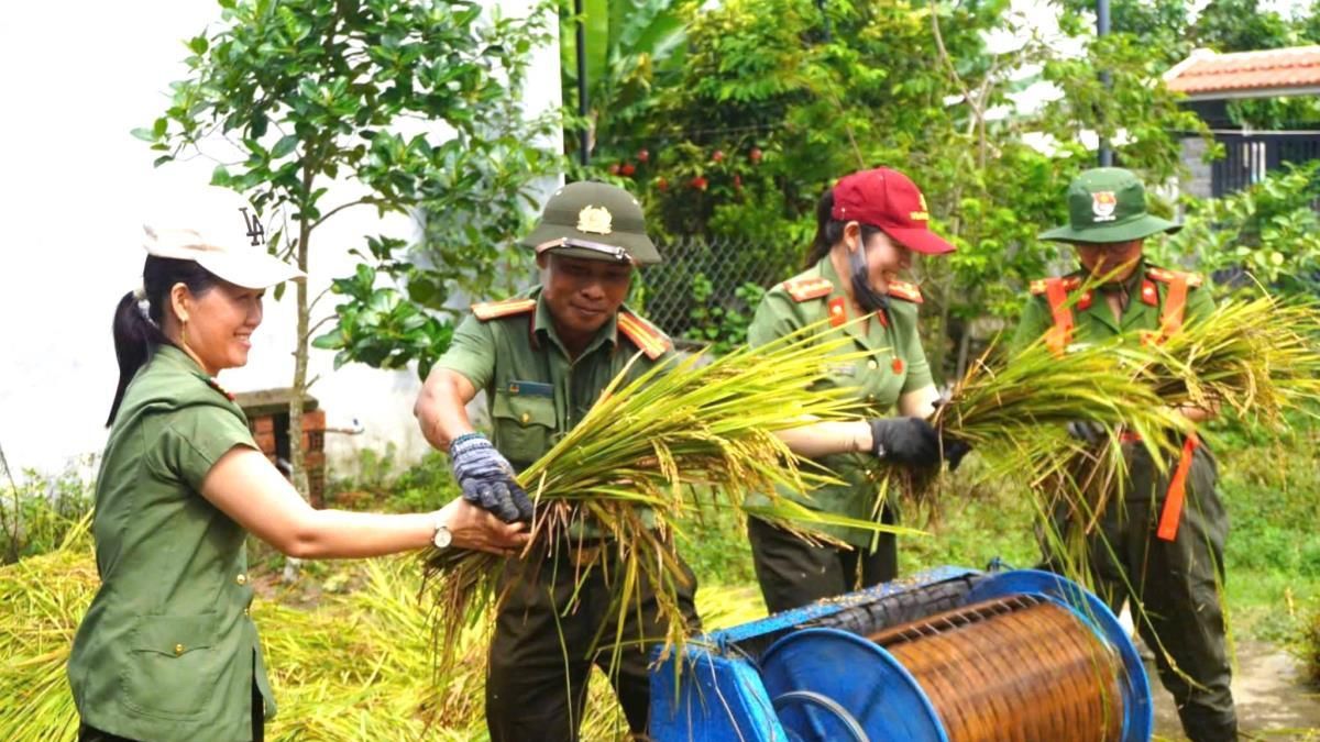 Công an xã Chiên Đàn giúp dân thu hoạch lúa bị ngã đổ - Chuyên trang Công an Đà Nẵng - Báo Công an Nhân dân