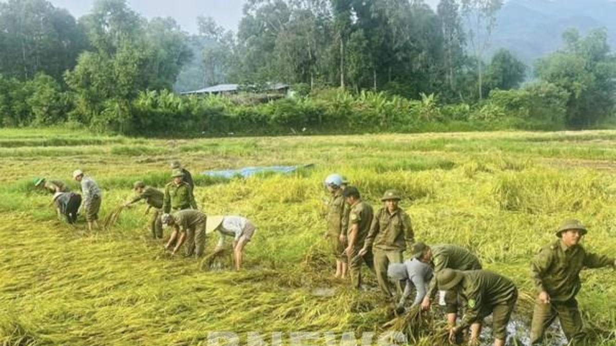 Mưa lớn cận kề, cán bộ, chiến sĩ xuống đồng gặt lúa cùng dân - Bnews