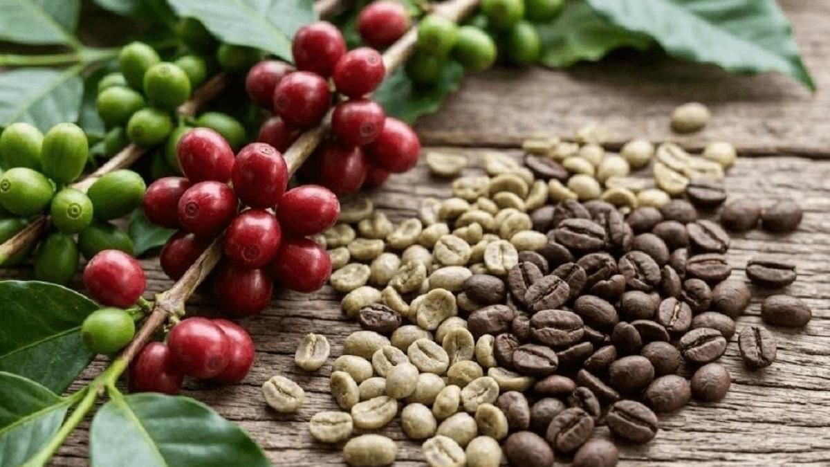 Ngày 15/9: Giá cà phê ở mức 95.300 đồng/kg, hồ tiêu đi ngang - Thời báo Tài chính