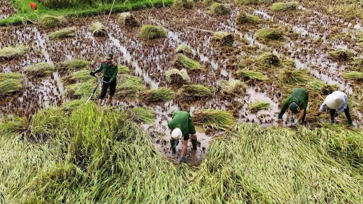 Ấm áp những 'nông dân mặc áo xanh' ra đồng gặt lúa giúp dân - Báo Công An Nhân Dân