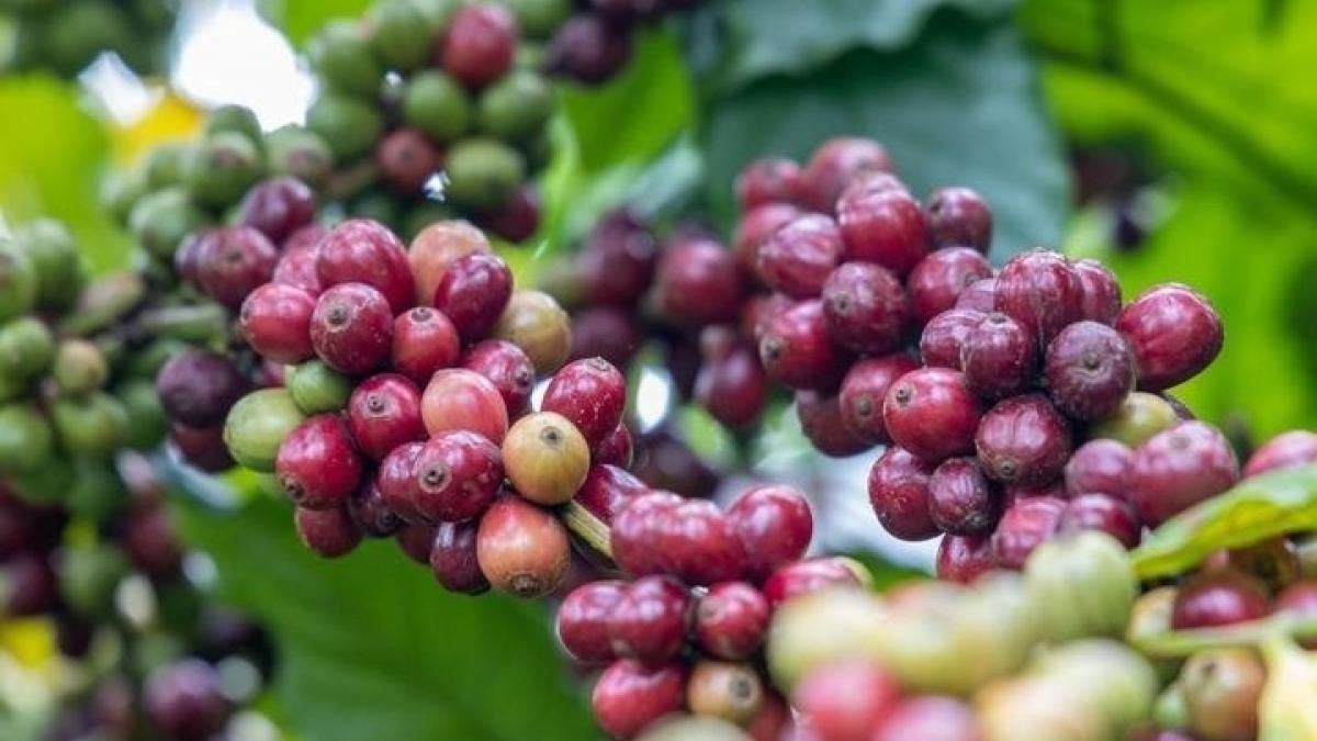 Ngày 16/9: Giá cà phê bật tăng trở lại, hồ tiêu neo ở mức cao - Thời báo Tài chính