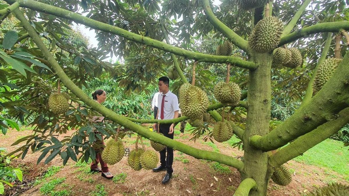 Từ đồng vốn đến những mùa quả ngọt ở Đắk Lắk - Báo Thời Báo Ngân Hàng