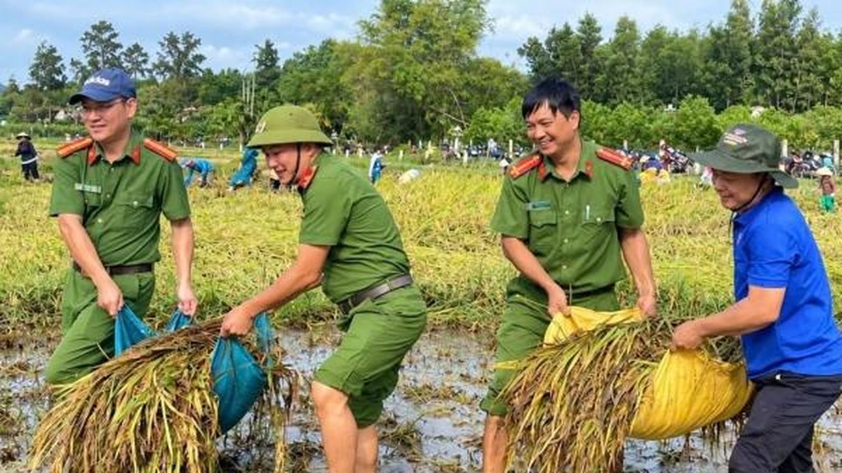 Mưa lớn quật ngã lúa, cả xã lội bùn 'chạy đua' với thời tiết - Nông nghiệp Hữu cơ Việt Nam