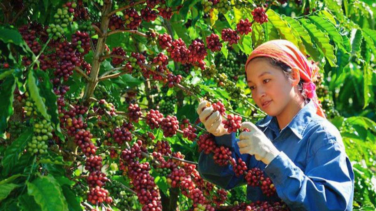 Bản tin nông sản hôm nay (17-9): Giá cà phê trong nước giảm mạnh - Báo Quân Đội Nhân Dân