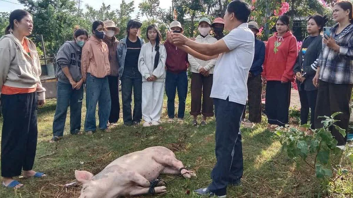 Sau học nghề, người dân M'Drắk mạnh dạn mở rộng đàn heo - Báo Giáo Dục & Thời Đại