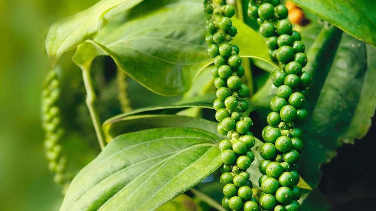 Giá tiêu hôm nay 17/9: Điều chỉnh nhẹ tại Đắk Lắk - Tạp chí Công thương