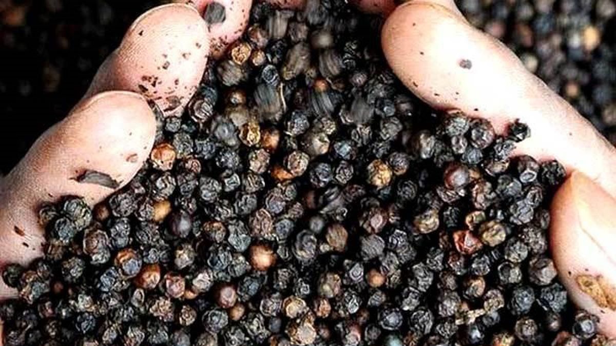 Bản tin nông sản hôm nay (18-9): Giá cà phê, hồ tiêu giảm nhẹ - Báo Quân Đội Nhân Dân
