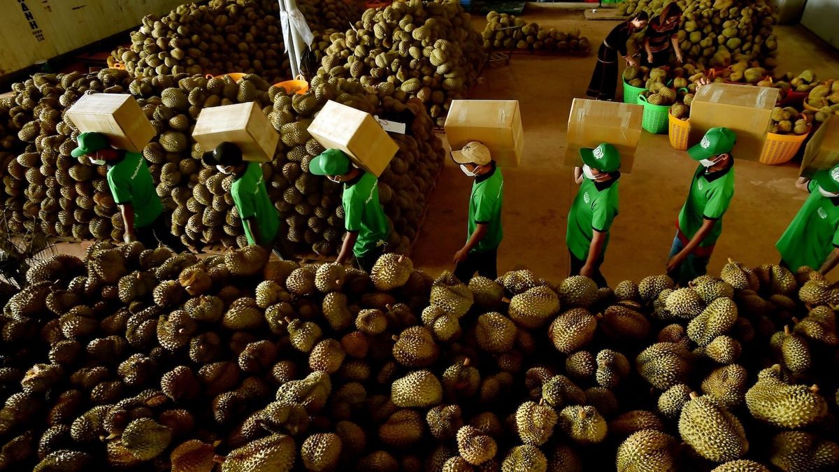 Giá sầu riêng tăng mạnh lên hơn 90.000 đồng/kg, vì sao nông dân vẫn chưa vui? - Báo VietnamNet