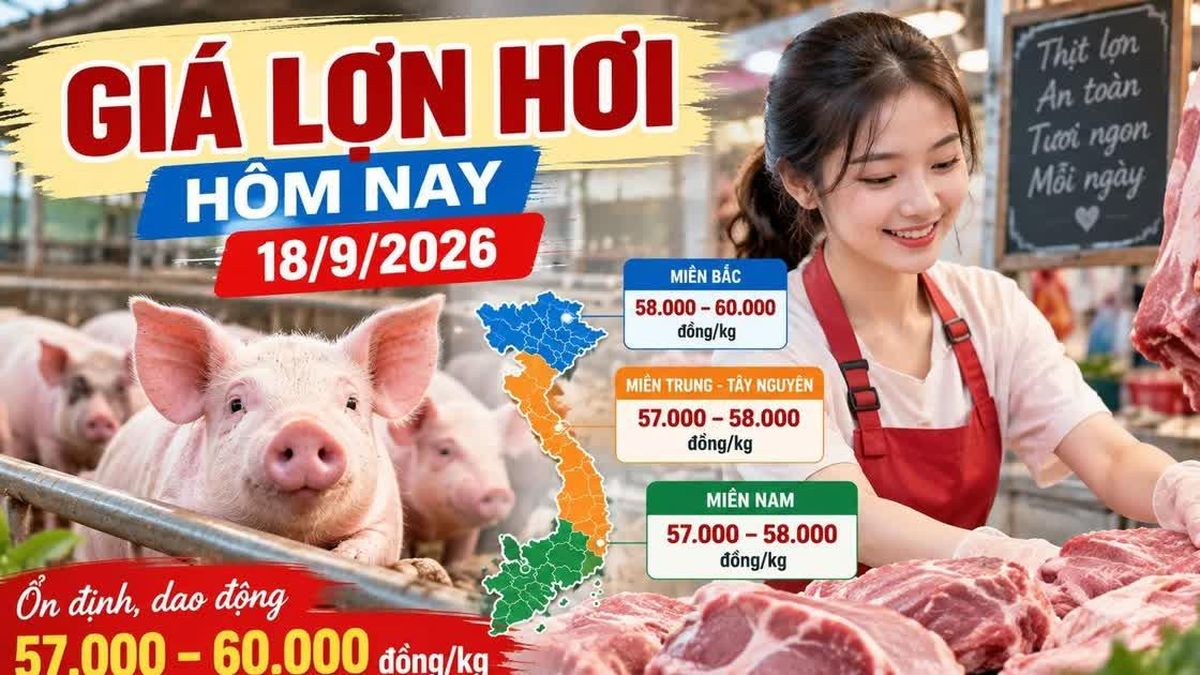 Giá lợn hơi hôm nay 18/9 ổn định, mốc 60.000 đồng/kg có lan rộng? - Báo Lào Cai