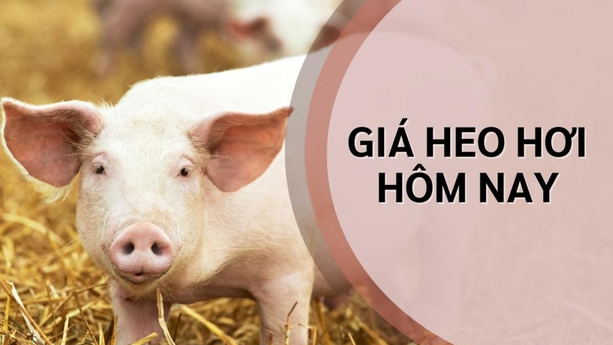 Ngày 18/9: Giá heo hơi chững lại sau hai phiên tăng liên tiếp - Thời báo Tài chính