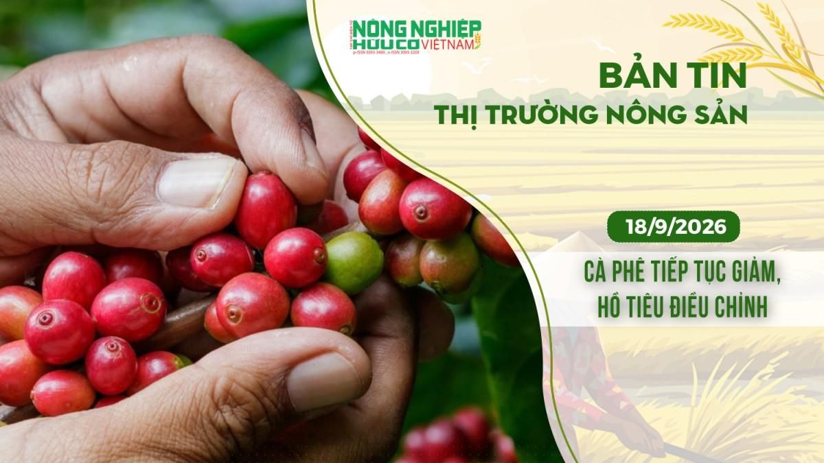 Thị trường nông sản 18/9/2026: Cà phê tiếp tục giảm, hồ tiêu điều chỉnh - Nông nghiệp Hữu cơ Việt Nam