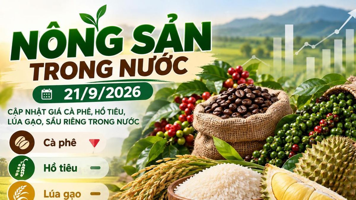 Nông sản trong nước 21/9: Cà phê dưới 94.000 đồng/kg, hồ tiêu cao nhất 141.000 đồng/kg - Chuyên Trang Doanh nhân & Công lý - Báo Công Lý