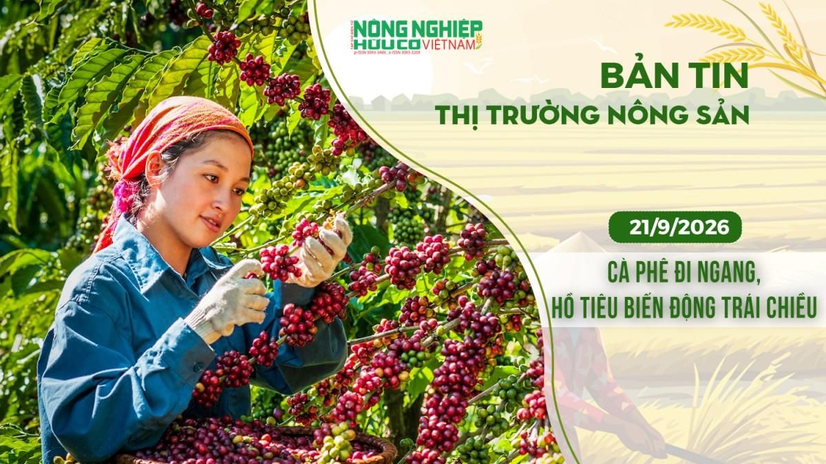 Thị trường nông sản 21/9/2026: Cà phê đi ngang, hồ tiêu biến động trái chiều - Nông nghiệp Hữu cơ Việt Nam