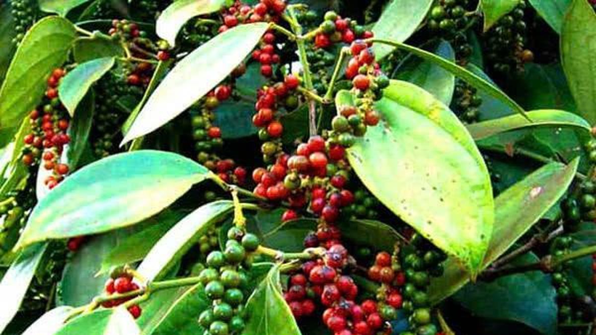Bản tin nông sản hôm nay (22-9): Giá cà phê, hồ tiêu đi ngang - Báo Quân Đội Nhân Dân