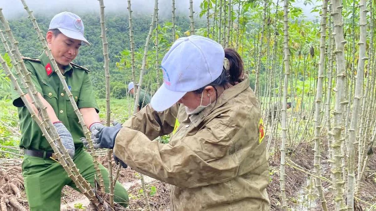 Công an xã ở Đắk Lắk giúp dân thu hoạch sắn mì tránh mưa gây ngập úng - Báo Công An Nhân Dân
