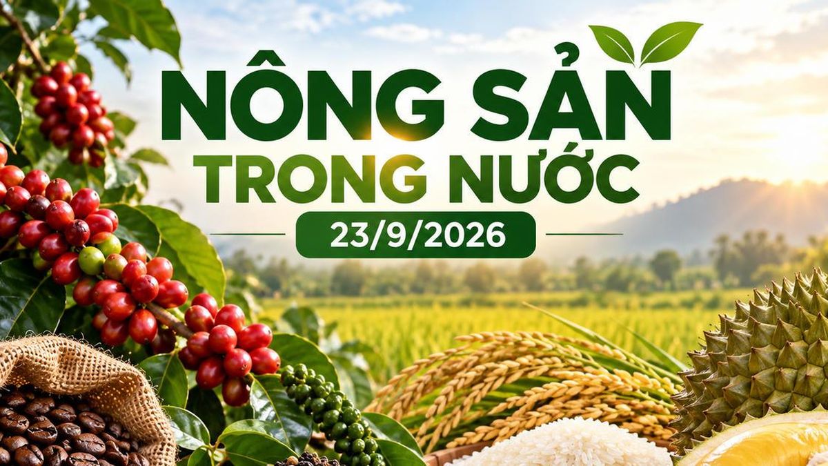 Nông sản trong nước 23/9: Cà phê giảm sâu, hồ tiêu mất tới 1.000 đồng/kg - Chuyên Trang Doanh nhân & Công lý - Báo Công Lý