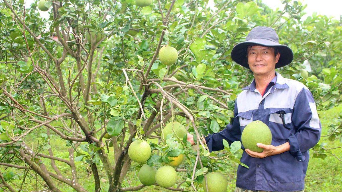 Từ kỹ sư điện trở thành nhà nông tiêu biểu - Báo Quân Đội Nhân Dân