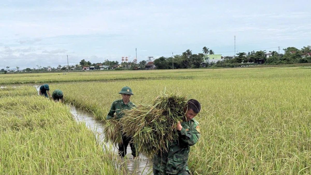 Lực lượng vũ trang tỉnh Đắk Lắk giúp dân thu hoạch lúa chạy lũ - Báo Quân Đội Nhân Dân