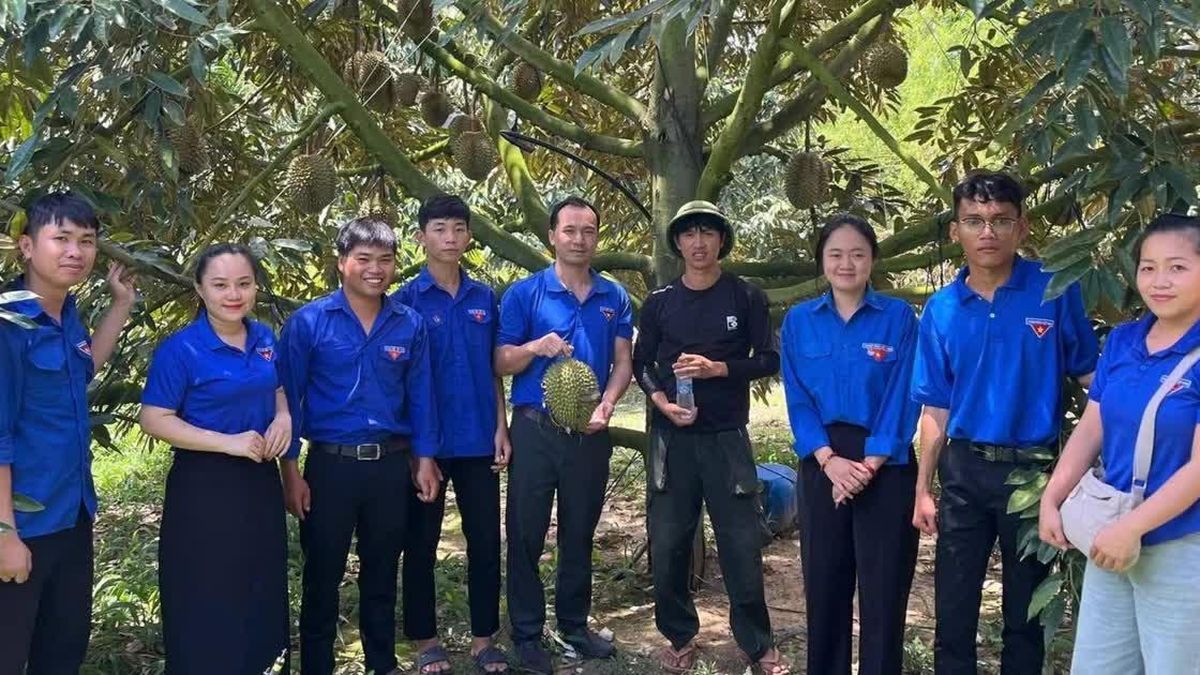 Biến vườn rẫy thành sinh kế bền vững, thu nhập nửa tỉ đồng mỗi năm - Báo Tiền Phong