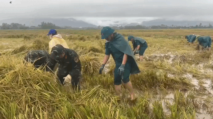 Bí thư xã vùng 'rốn lũ' Đắk Lắk dầm mưa, gặt lúa giúp dân - Báo Tiền Phong