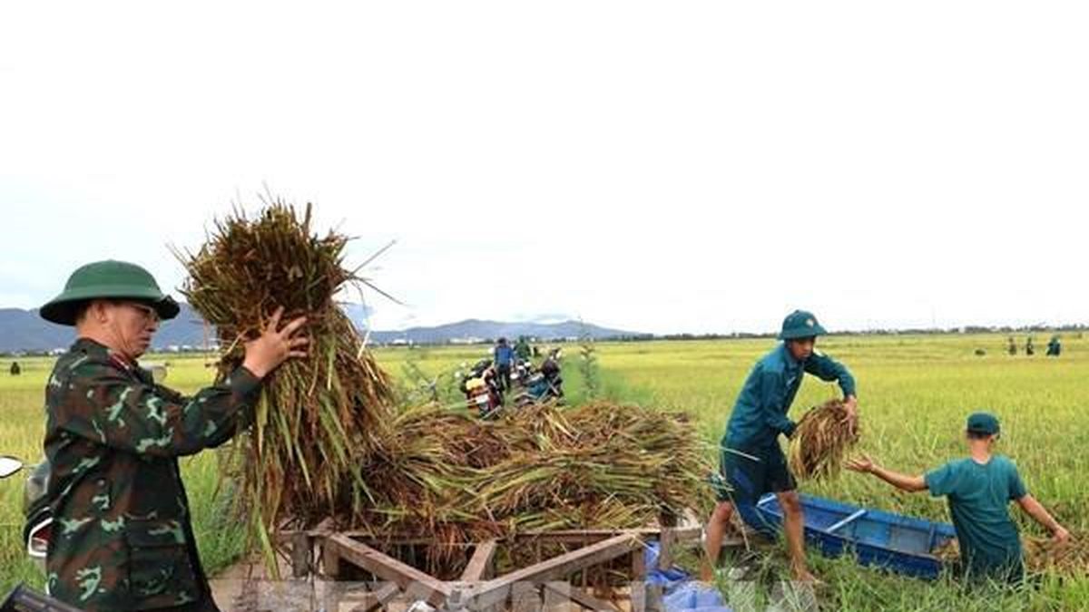 Đắk Lắk khẩn trương thu hoạch lúa, hoa màu tránh thiệt hại do mưa lớn - Bnews