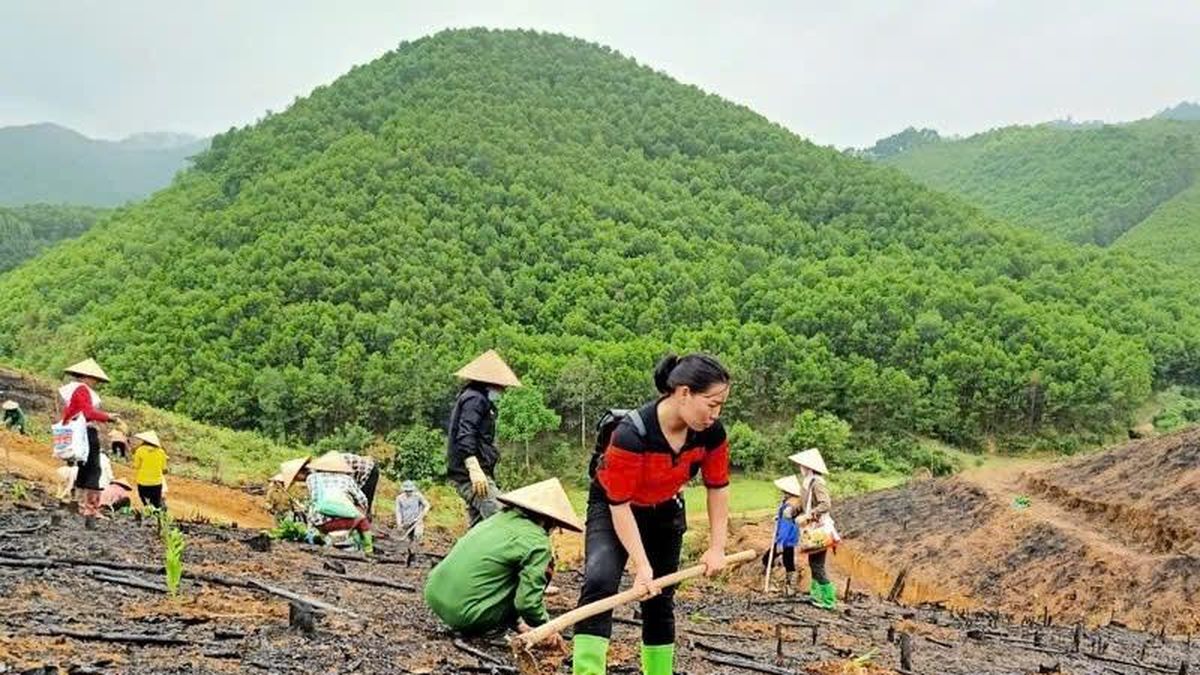 Đắk Lắk tăng tốc trồng rừng, cây phân tán, quyết tâm hoàn thành kế hoạch trong năm 2026 - Nông nghiệp Hữu cơ Việt Nam