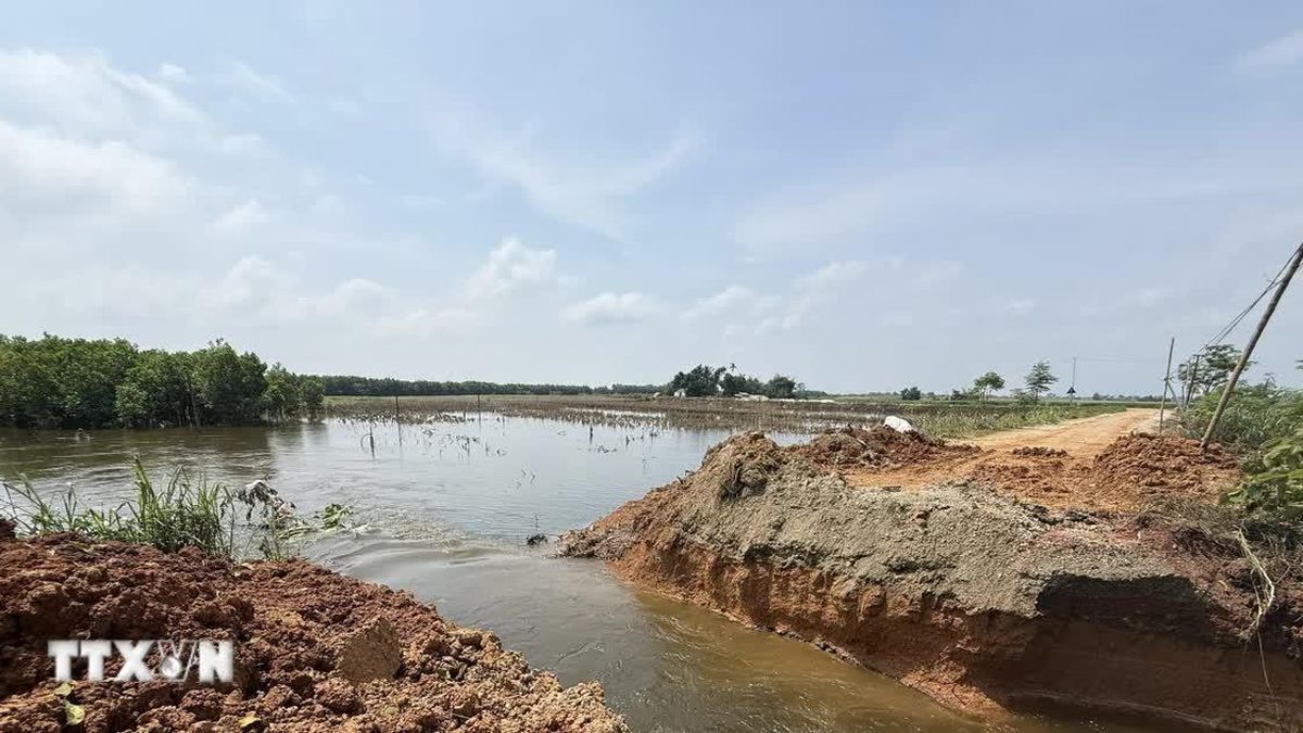 Mưa lớn gây thiệt hại 7.800ha cây trồng, Thanh Hóa khẩn trương phục hồi sản xuất