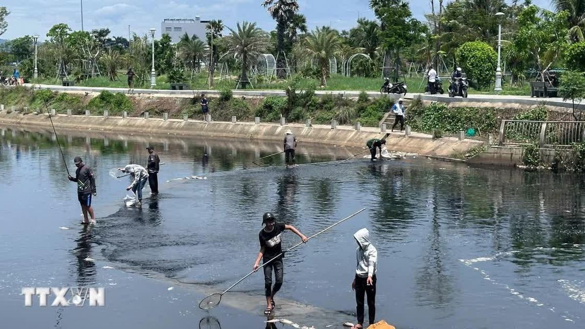 Đắk Lắk: Khuyến cáo không sử dụng cá chết hàng loạt tại hồ điều hòa Hồ Sơn - Báo VietnamPlus