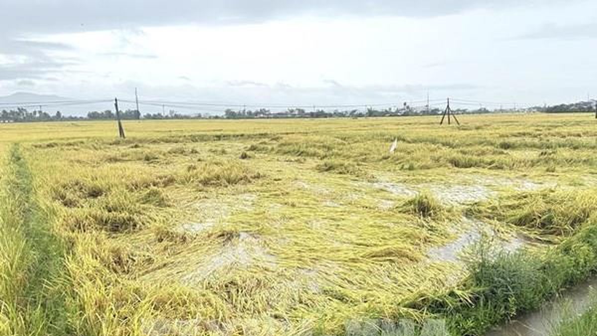 Đắk Lắk khẩn trương thu hoạch lúa Hè Thu ứng phó mưa lớn, ngập úng - Bnews
