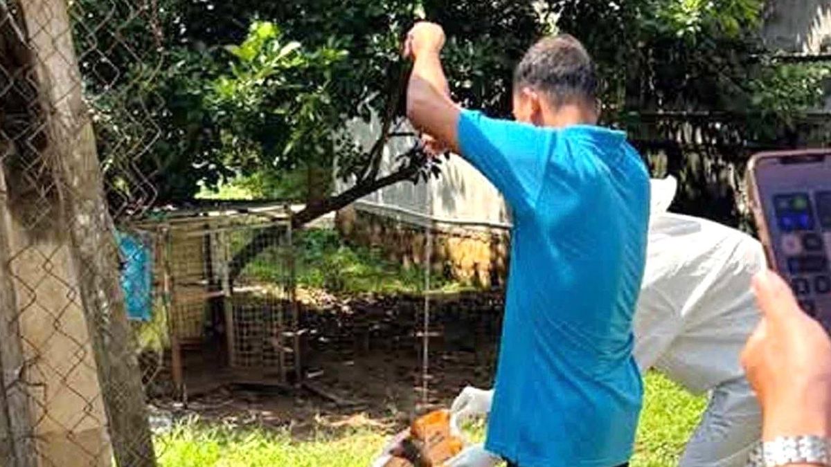 4 người ở Đắk Lắk bị một con chó mắc bệnh dại cắn - Báo VietnamNet