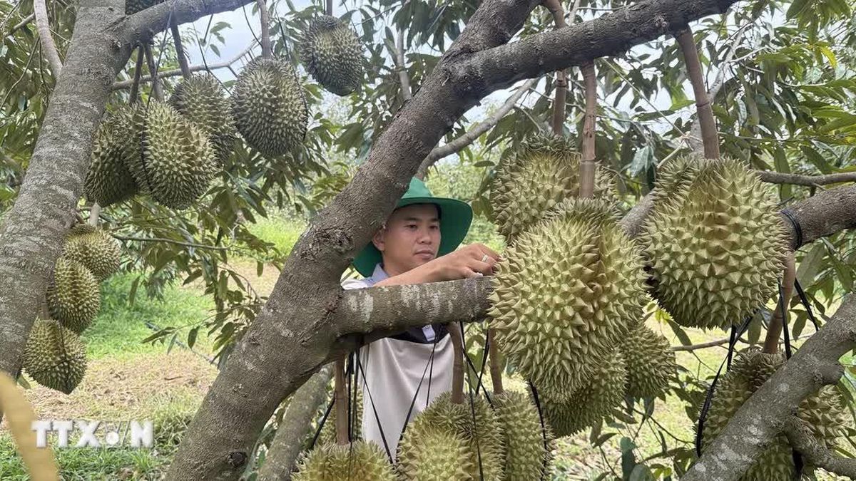 Nghị quyết 57-NQ/TW: Số hóa nông nghiệp, mở đường xuất khẩu nông sản - Báo VietnamPlus