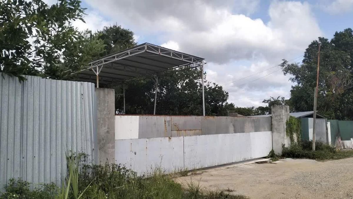 Trại heo chưa khắc phục xong vi phạm đã thả 800 con, Chủ tịch tỉnh chỉ đạo thanh tra toàn diện - Báo Tiền Phong