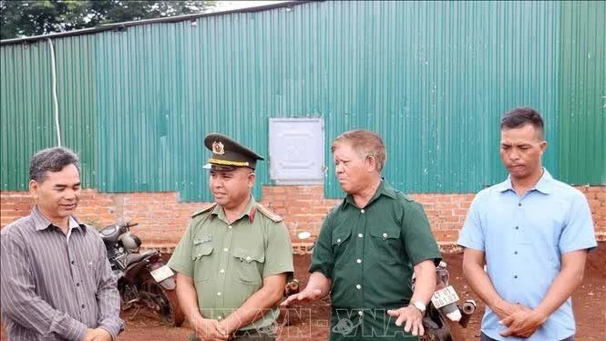 Những 'cây đại thụ' giữa đại ngàn Tây Nguyên - Báo Tin Tức TTXVN