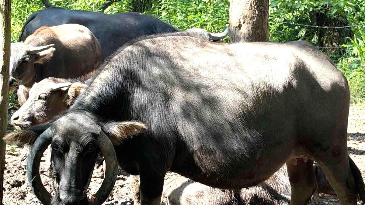 Trâu cái bán hoang dã có cặp sừng mọc ngược, ôm trọn phần đầu gây chú ý - Báo VietnamNet