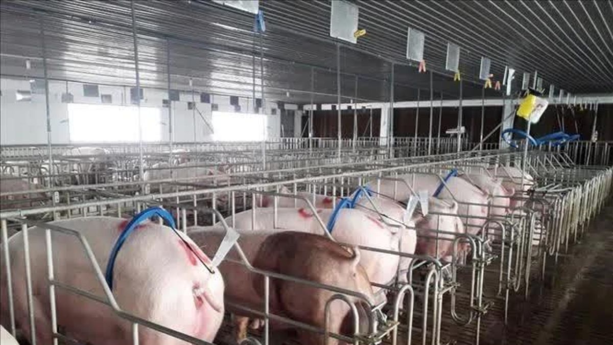 Đắk Lắk phê bình 35 xã, phường chưa kê khai hoạt động chăn nuôi - Báo Tin Tức TTXVN