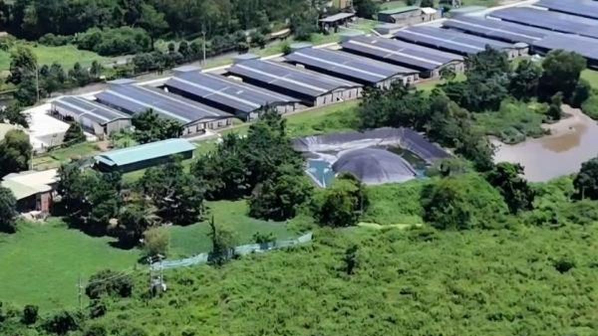 Đắk Lắk phê bình 35 xã, phường chưa kê khai các hoạt động chăn nuôi 6 tháng đầu năm 2026 - Nông nghiệp Hữu cơ Việt Nam