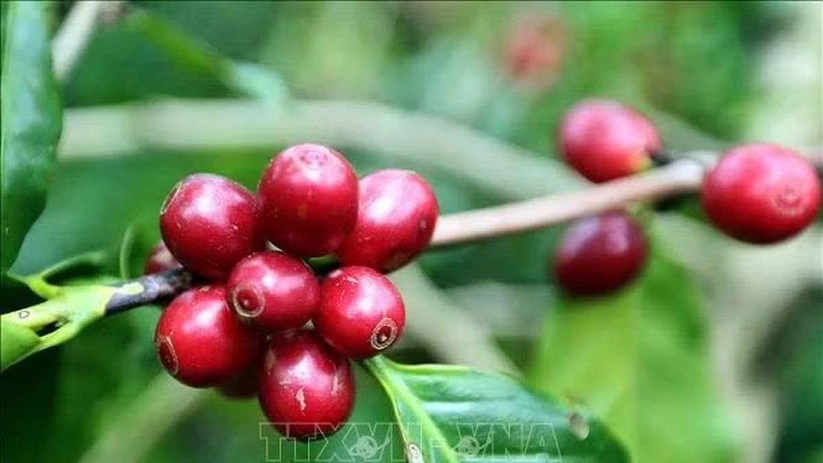 Gia tăng giá trị, mở rộng dư địa xuất khẩu cà phê - Báo Tin Tức TTXVN
