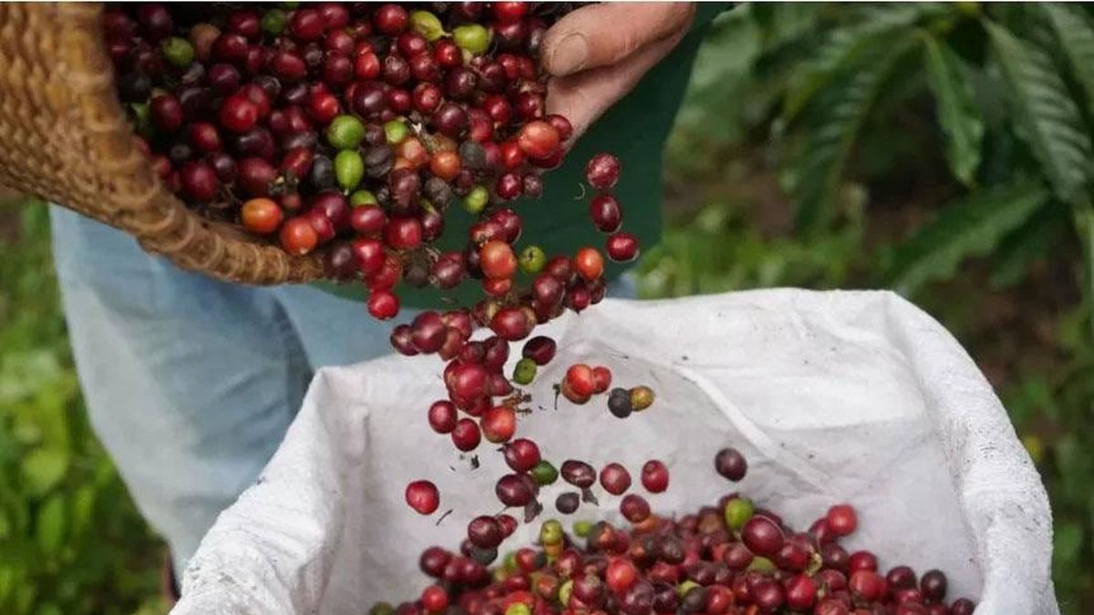 Bản tin nông sản hôm nay (6-10): Giá cà phê trong nước tương đối ổn định - Báo Quân Đội Nhân Dân
